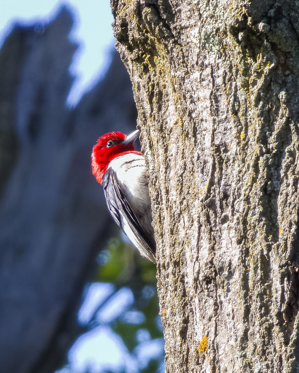 datel červenohlavý - ML645778959