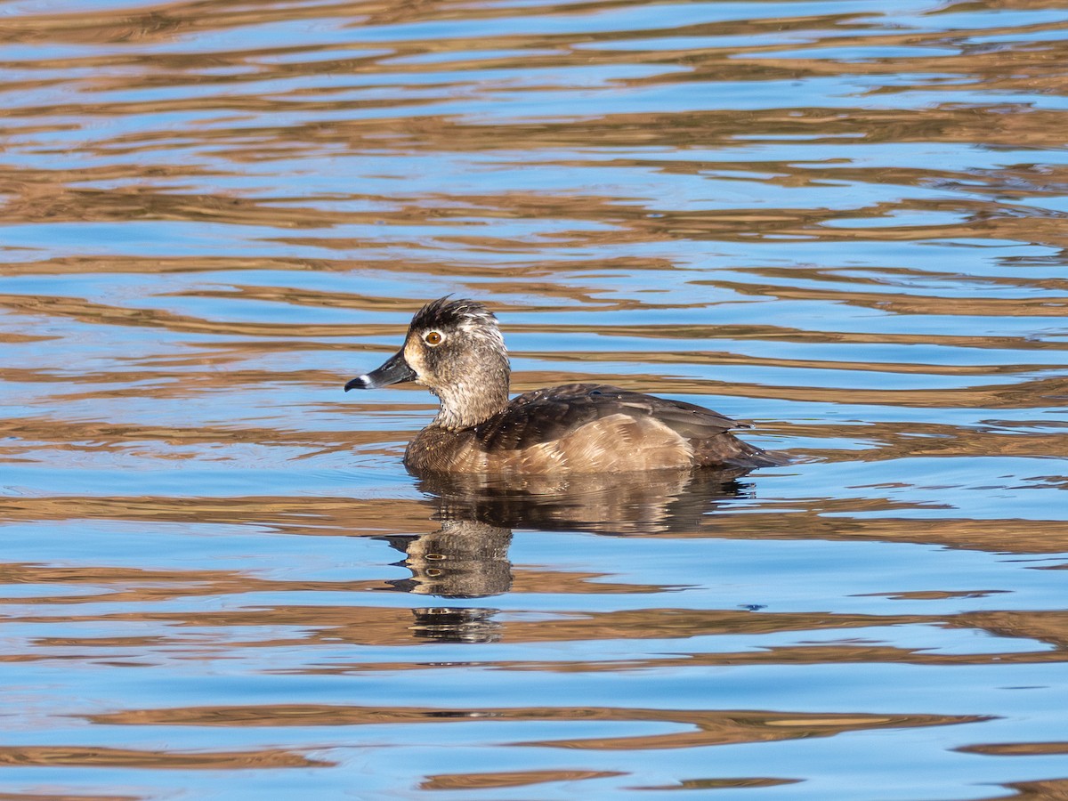 polák proužkozobý - ML645778961
