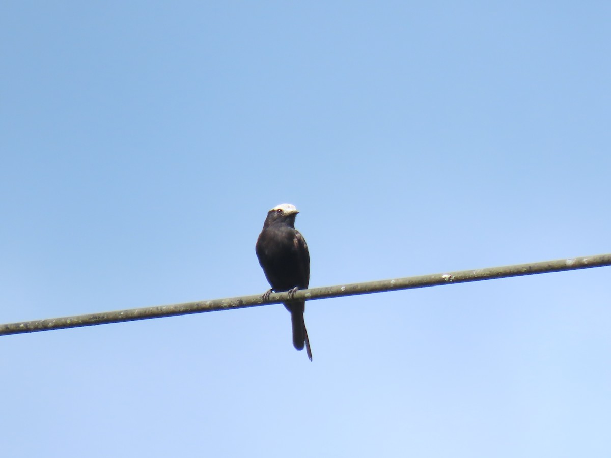 Long-tailed Tyrant - ML645778962