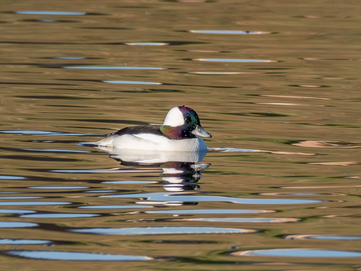 hohol bělavý - ML645778963