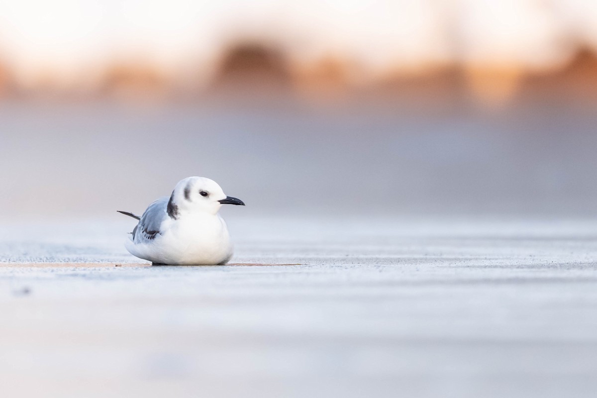 racek tříprstý - ML645778964