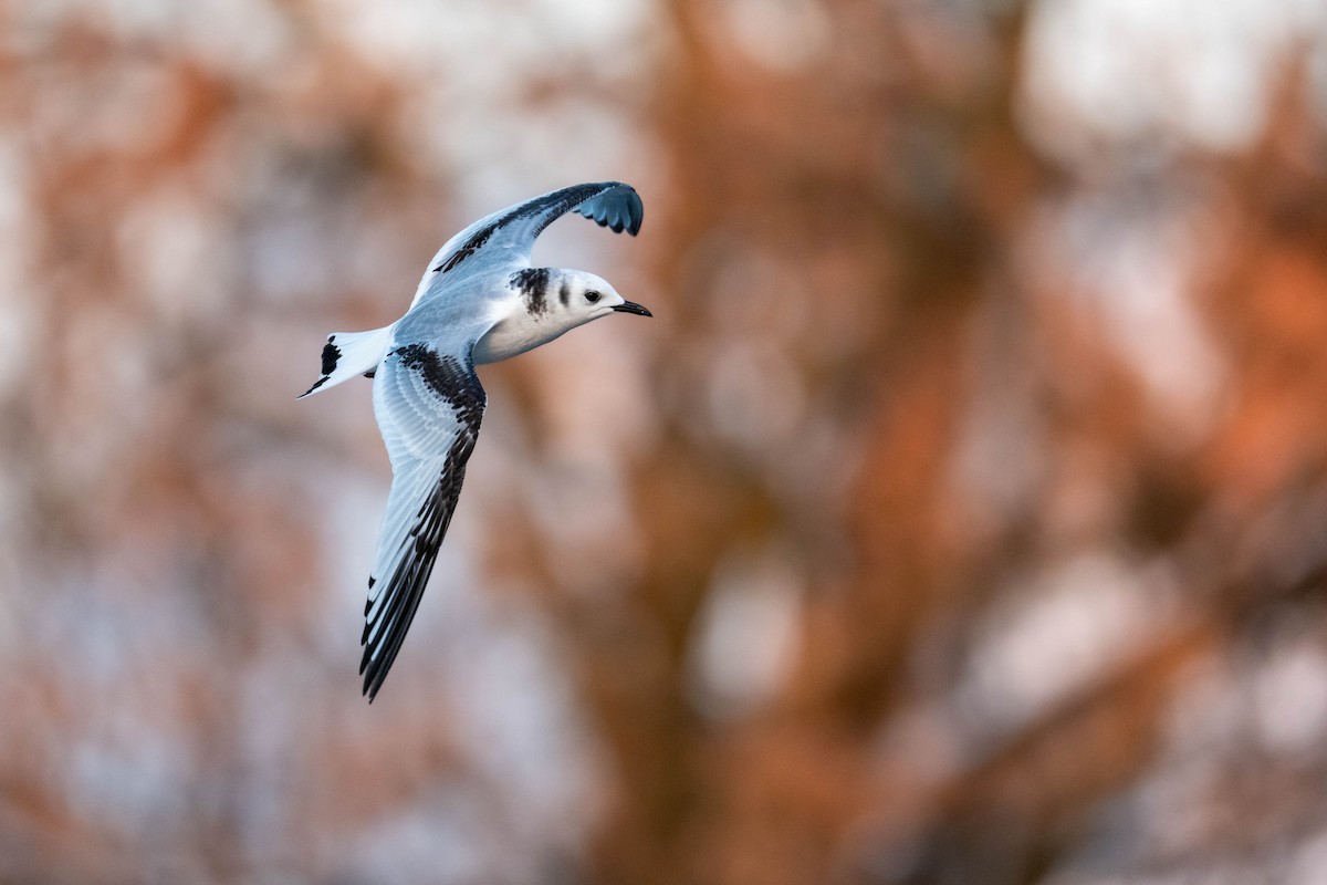 racek tříprstý - ML645778965