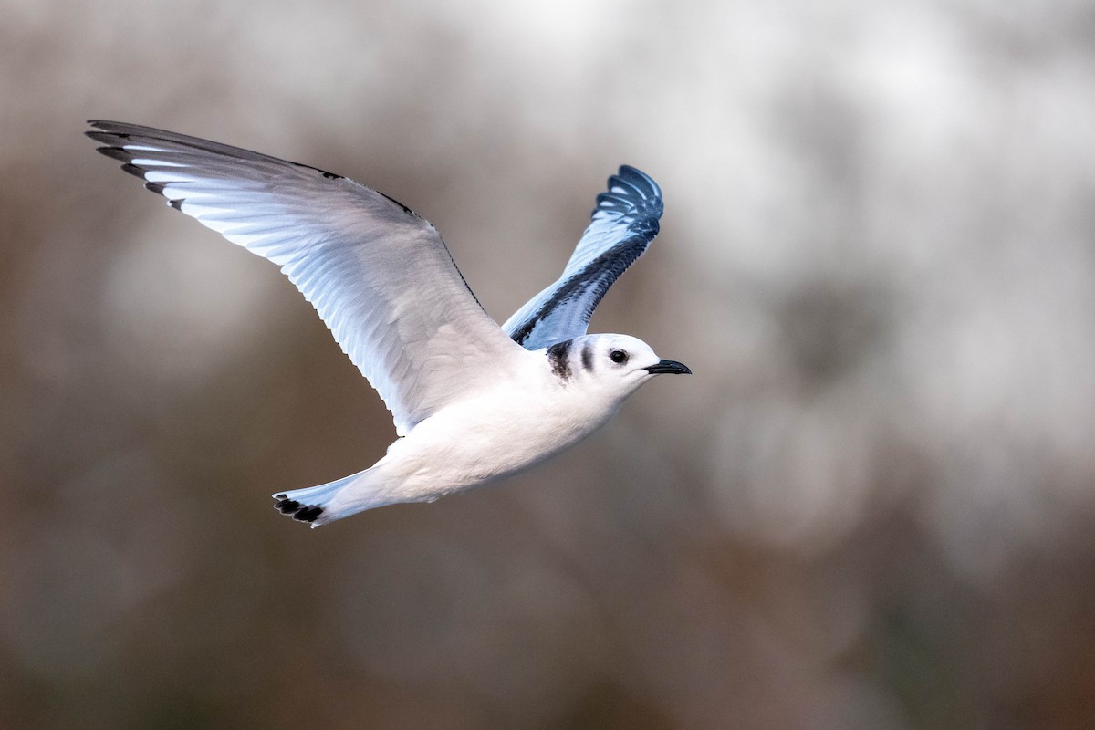 racek tříprstý - ML645778966