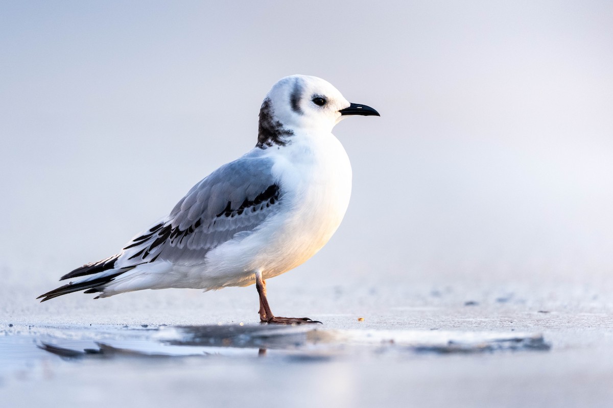 racek tříprstý - ML645778967