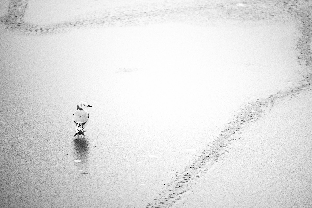 racek tříprstý - ML645778968