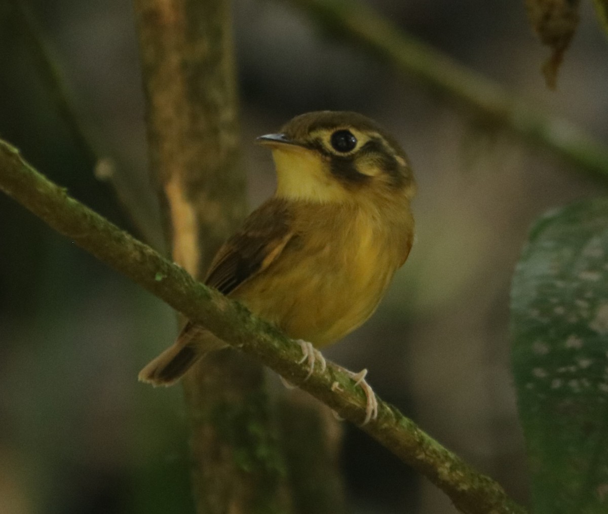 White-throated Spadebill - ML645778969
