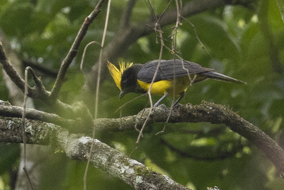 sýkora nádherná - ML645778970