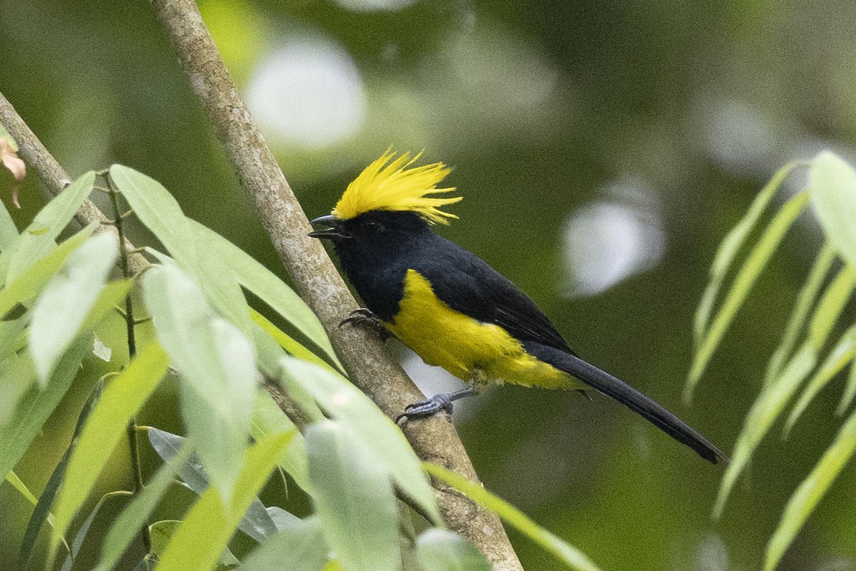 sýkora nádherná - ML645778971