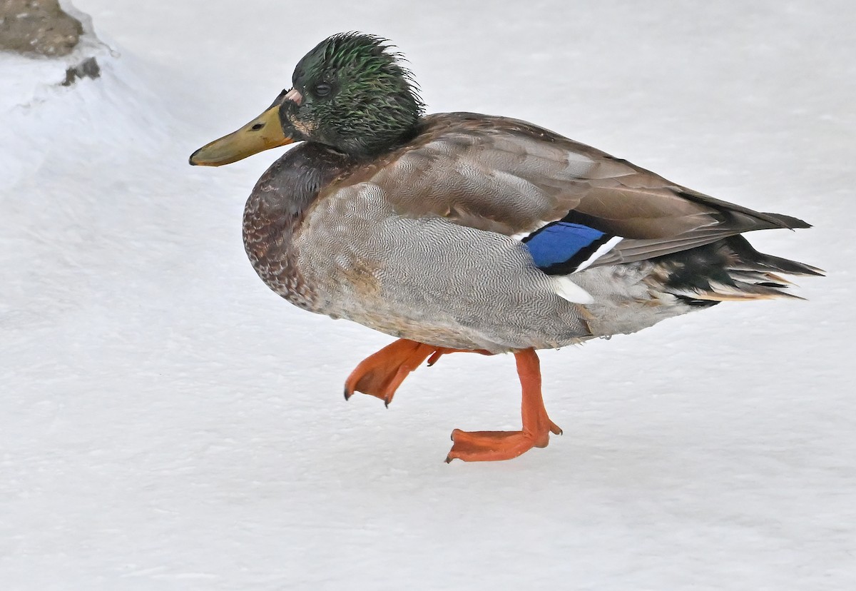 kachna divoká - ML645778976