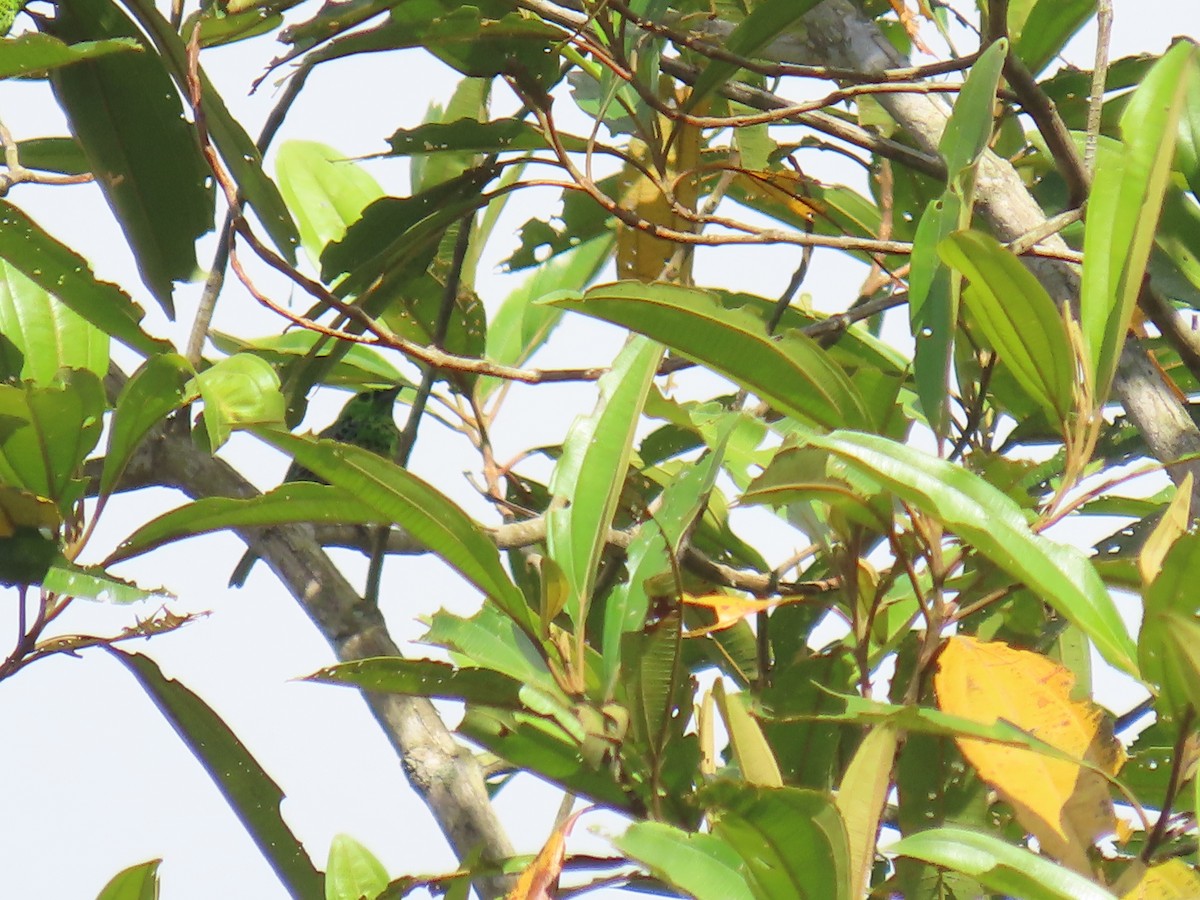 Yellow-bellied Tanager - ML645778977