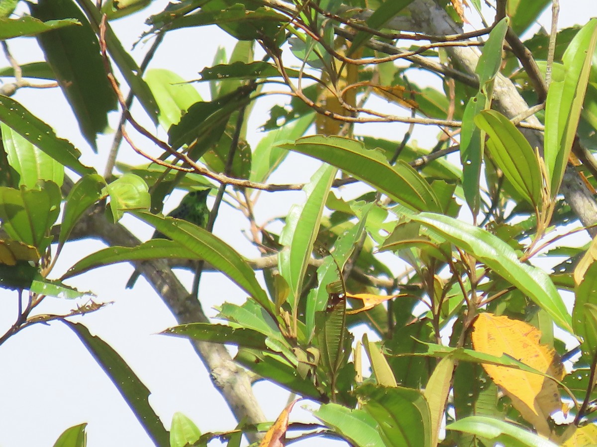 Yellow-bellied Tanager - ML645778979