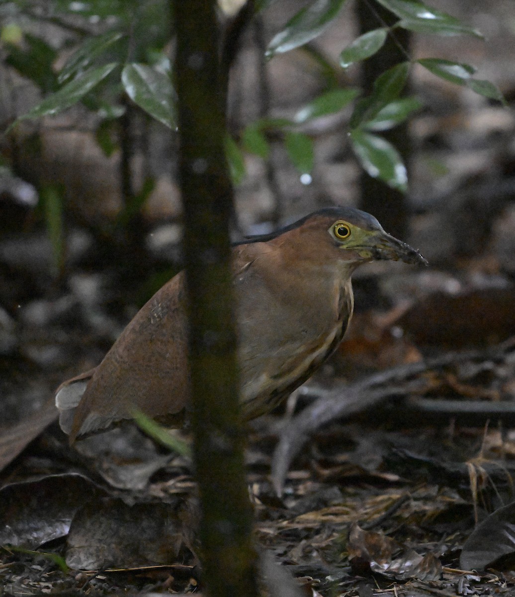 Malay Gece Balıkçılı - ML645778983