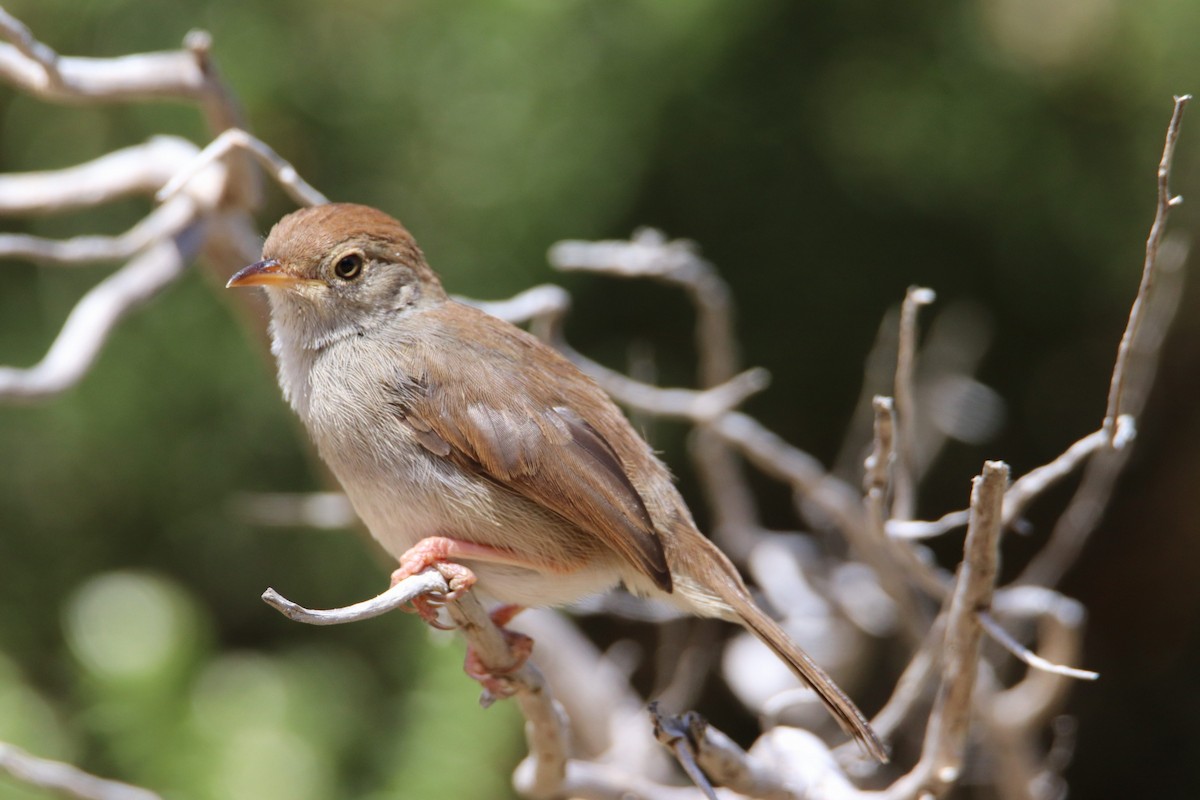 Piping Cisticola - ML645778984