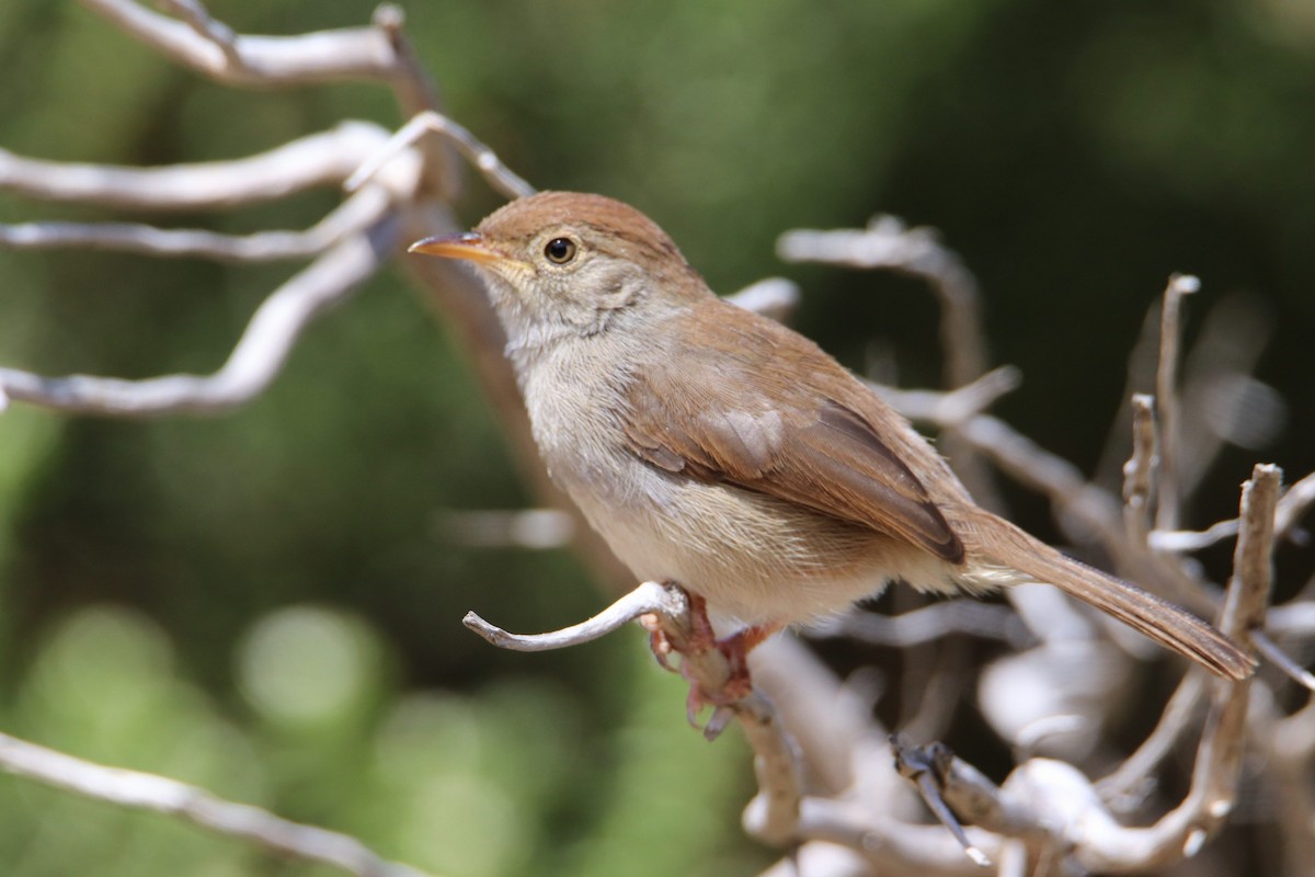 Piping Cisticola - ML645778985