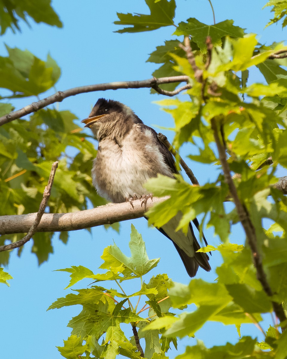 Purple Martin - ML645778987