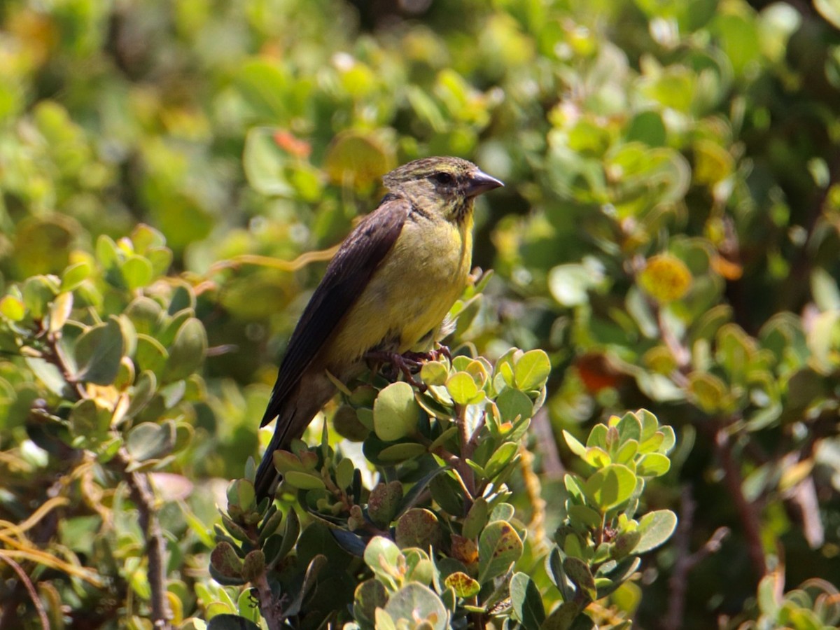 Cape Siskin - ML645778996