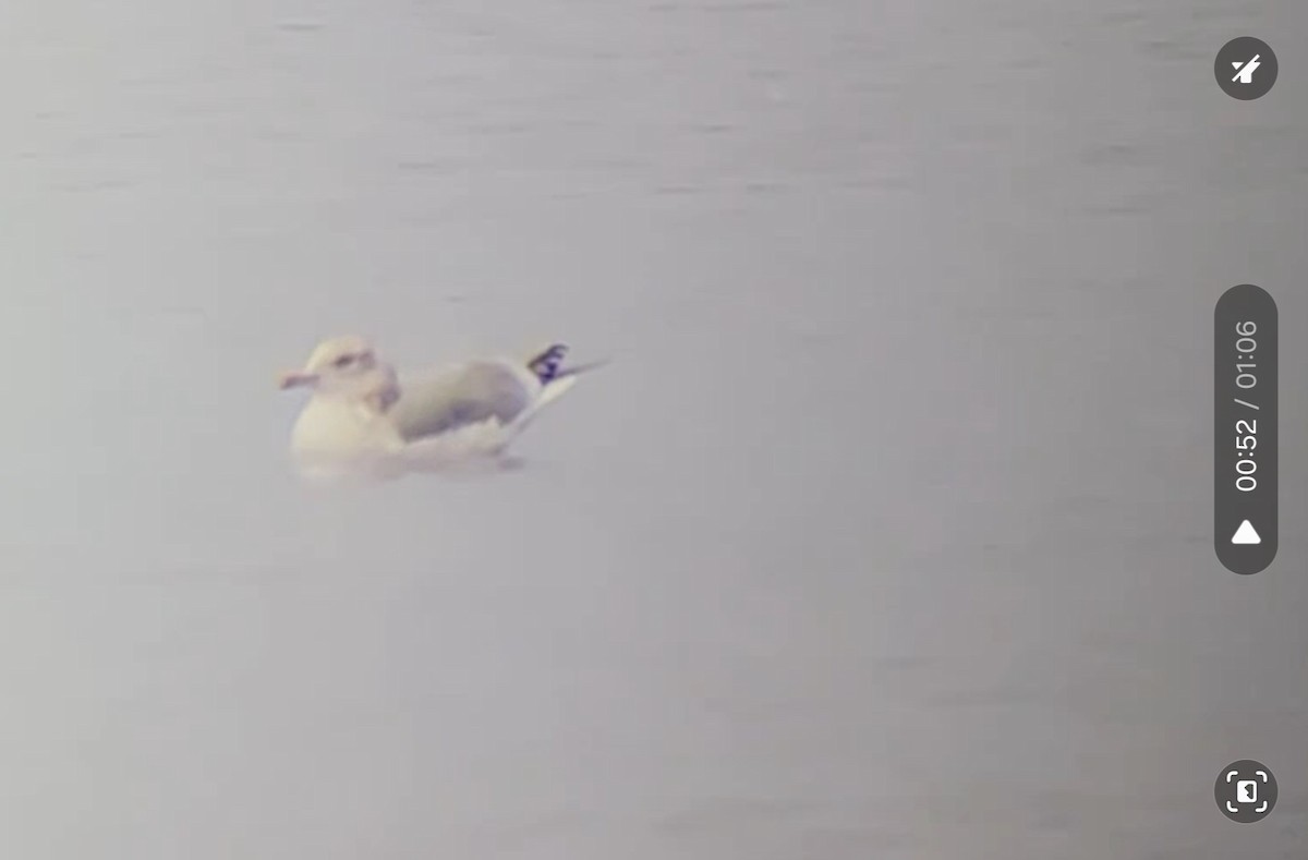 Iceland Gull (Thayer's) - ML645779000