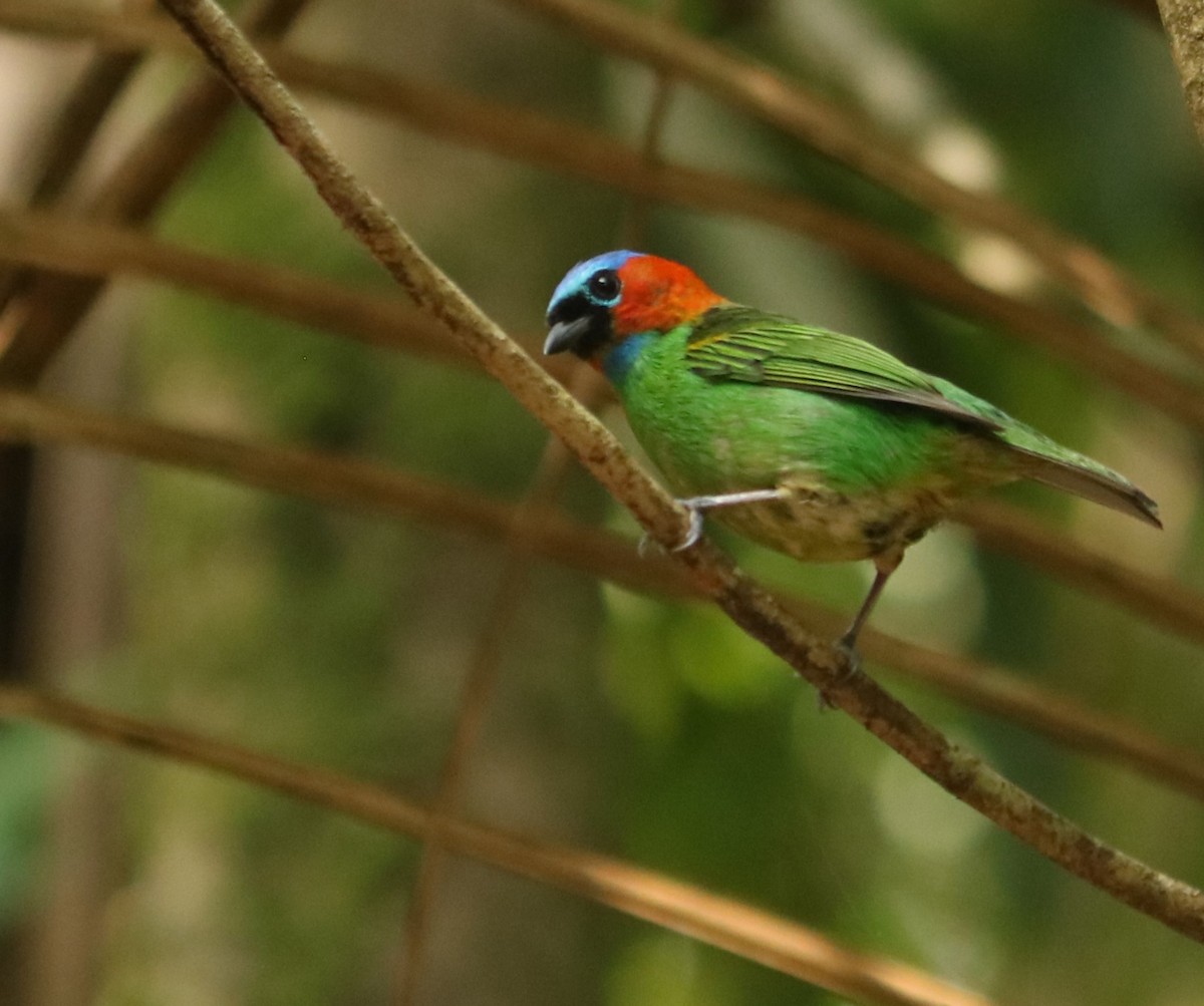 Red-necked Tanager - ML645779001