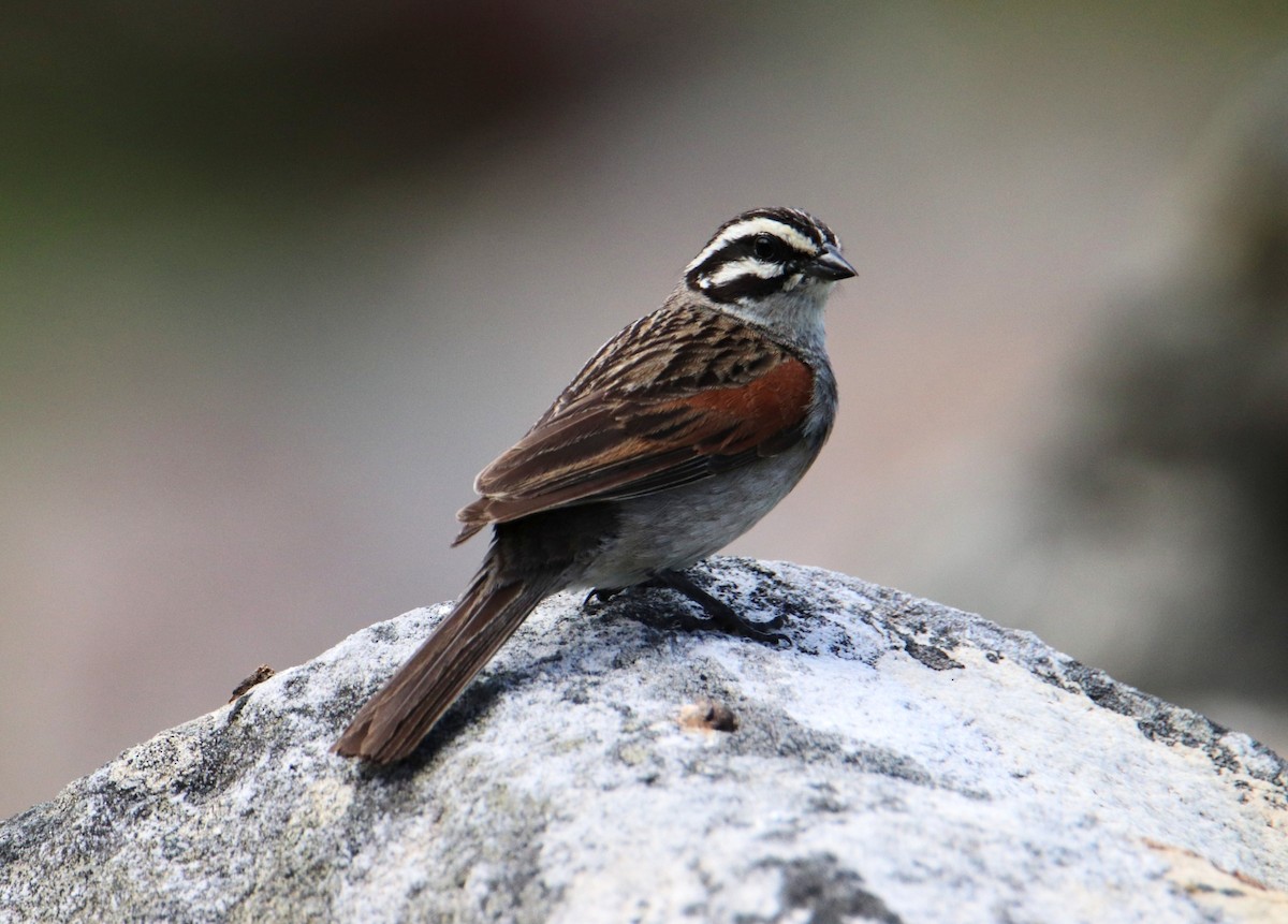 Cape Bunting - ML645779004