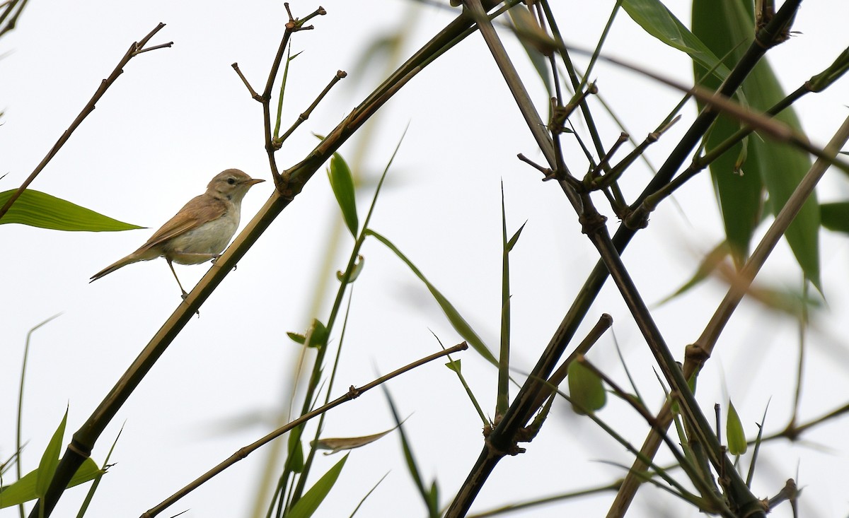 ヒメウタイムシクイ - ML645779005