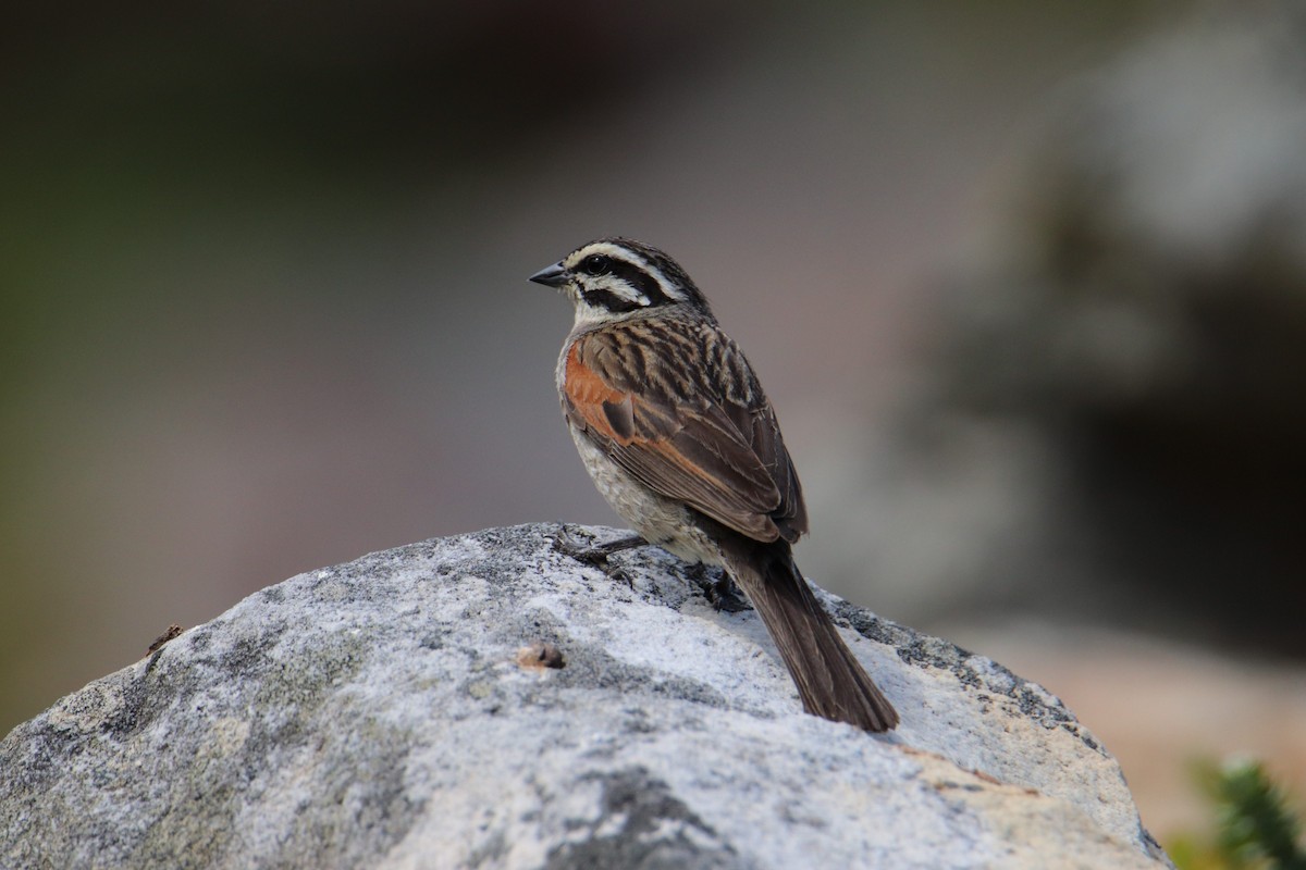 Cape Bunting - ML645779009