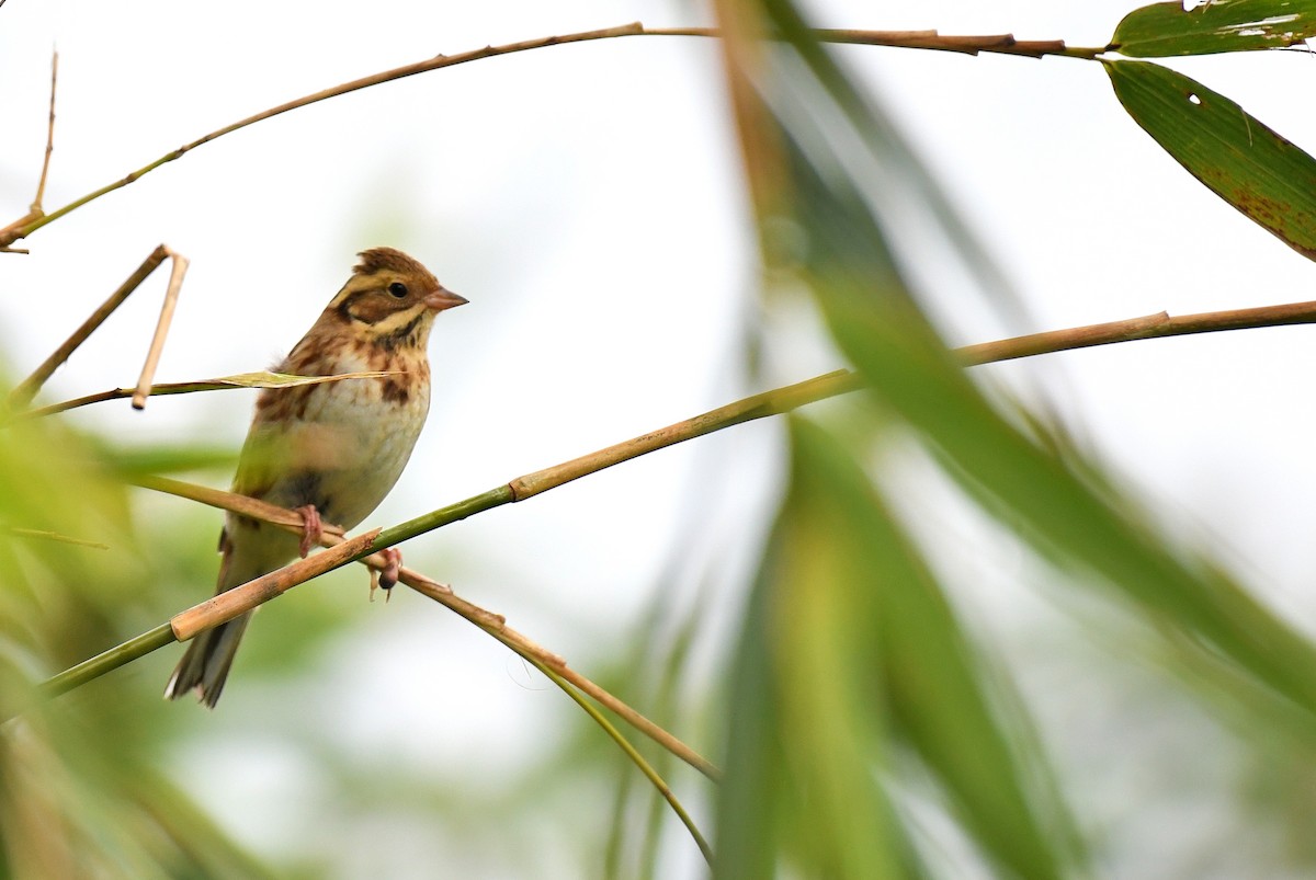カシラダカ - ML645779025