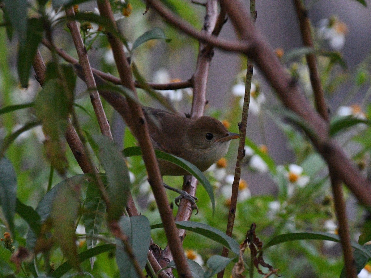 Очеретянка товстодзьоба - ML645779026