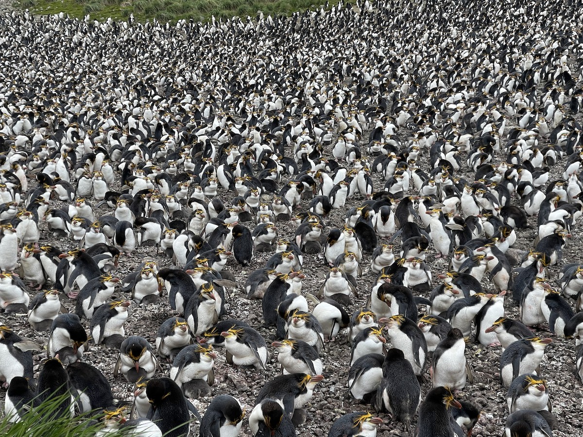 ロイヤルペンギン - ML645779034