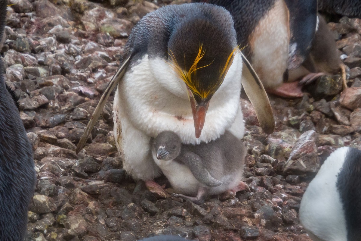 ロイヤルペンギン - ML645779035