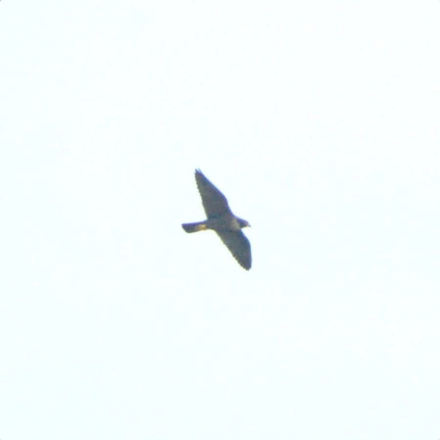 Peregrine Falcon - ML645779036