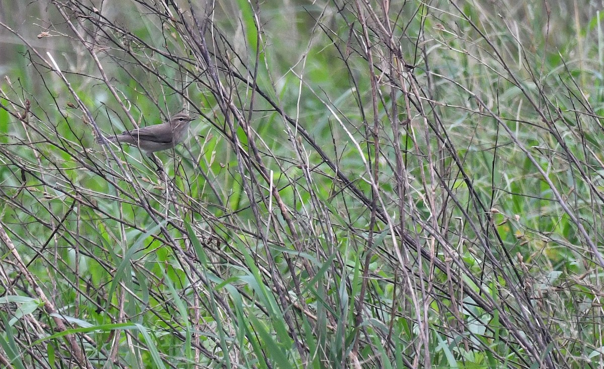 チフチャフ - ML645779046