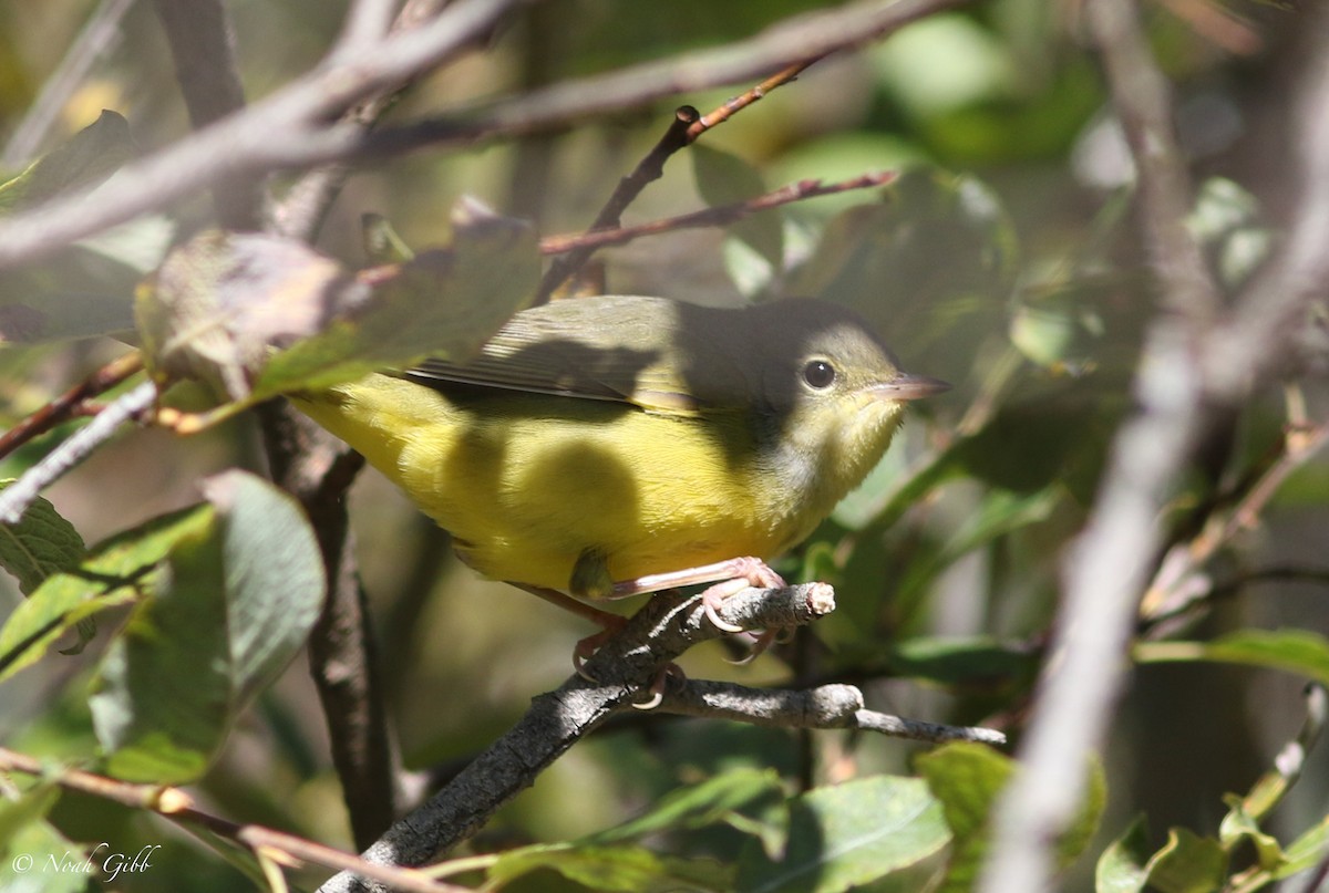 Mourning Warbler - ML645779051