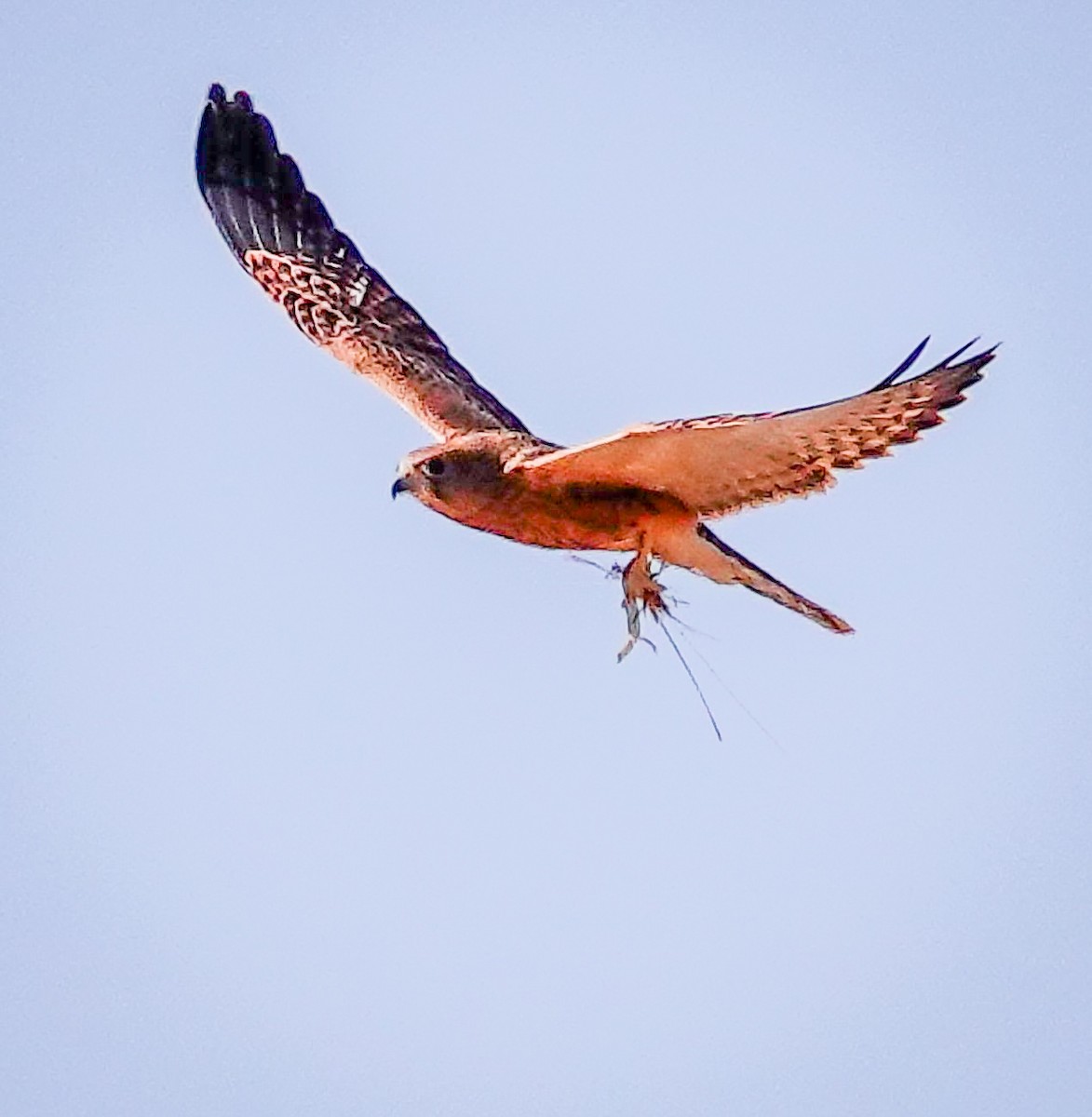 Cernícalo Ojiblanco - ML645779052