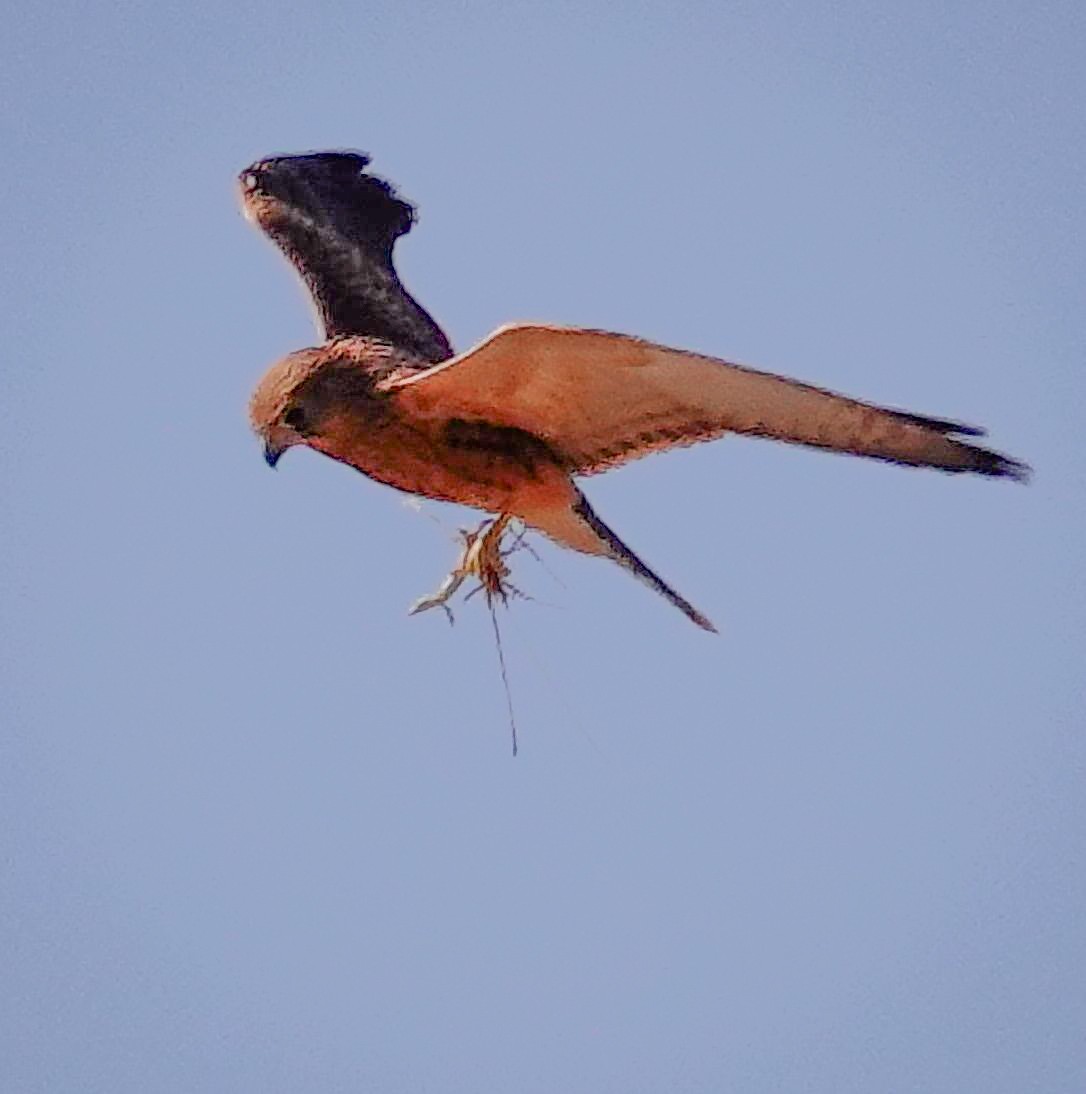 Cernícalo Ojiblanco - ML645779053