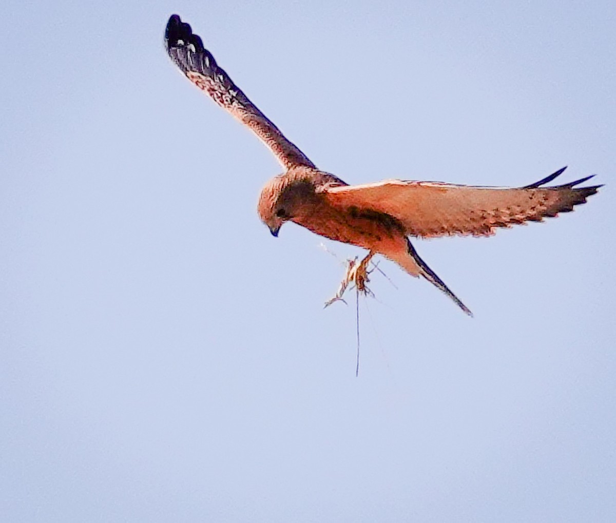 Cernícalo Ojiblanco - ML645779055