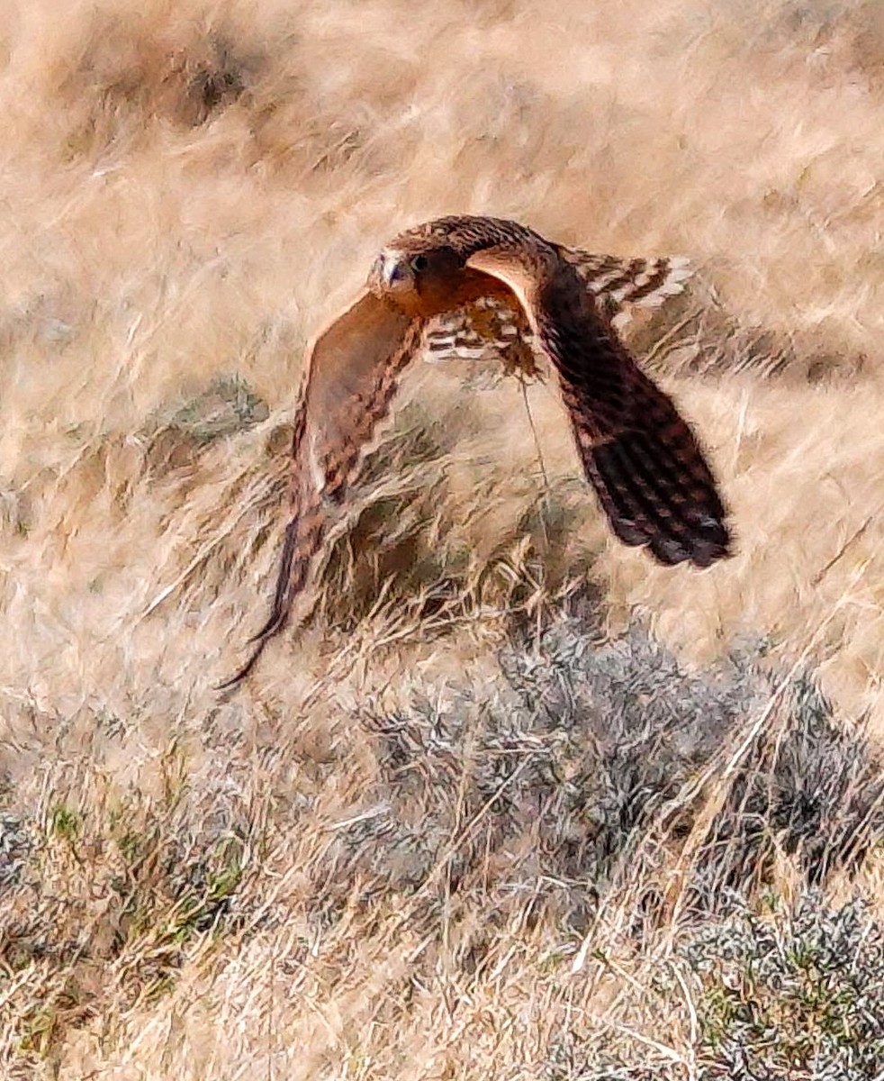 Cernícalo Ojiblanco - ML645779056
