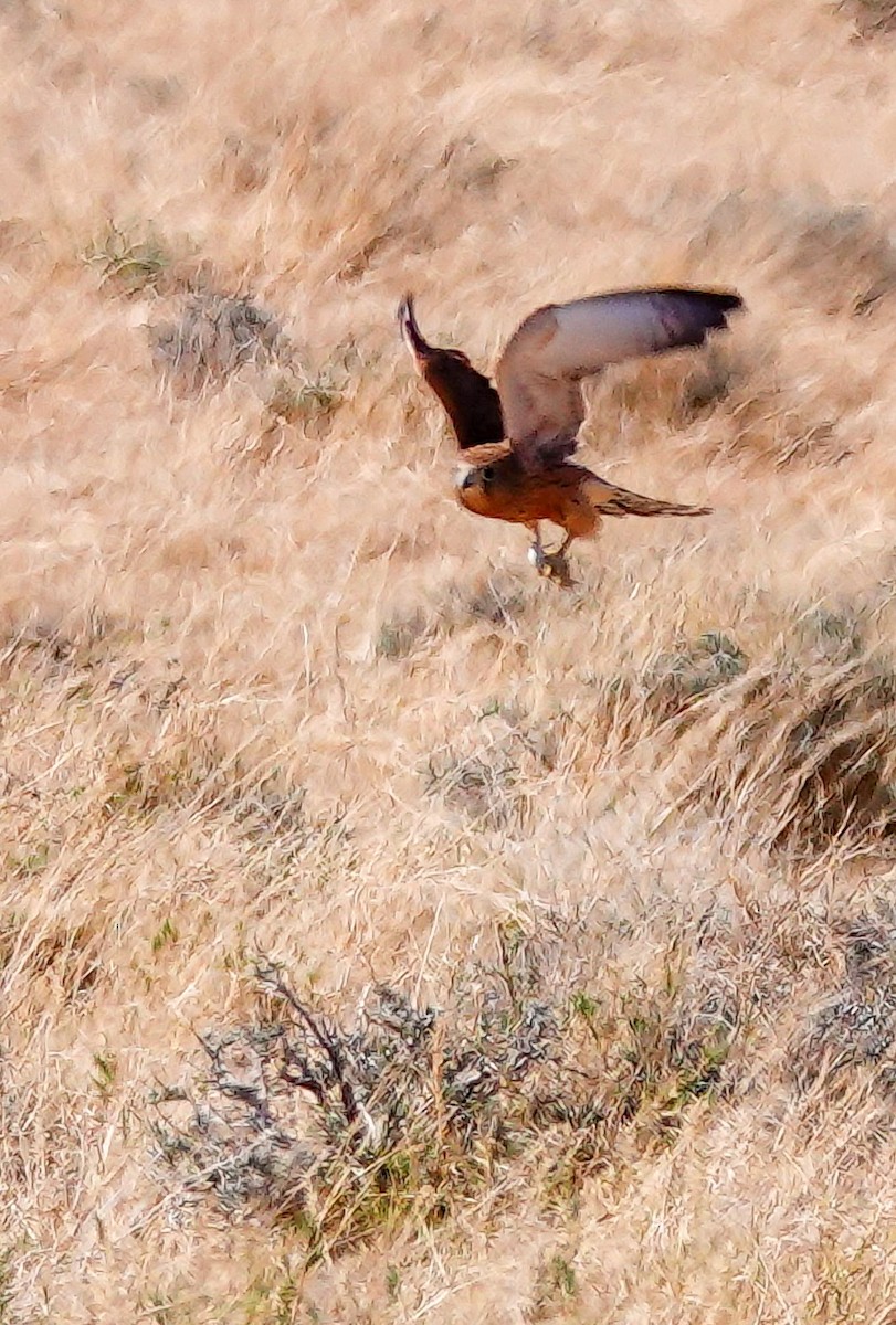 Cernícalo Ojiblanco - ML645779057