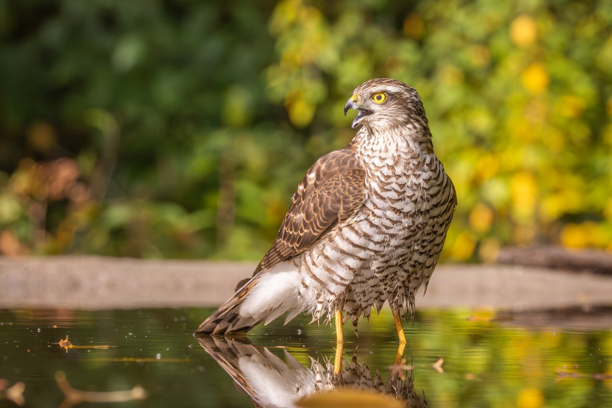 北雀鷹 - ML645779058