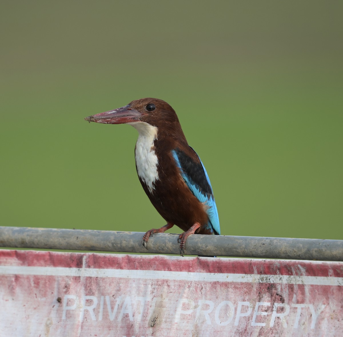 White-throated Kingfisher - ML645779060