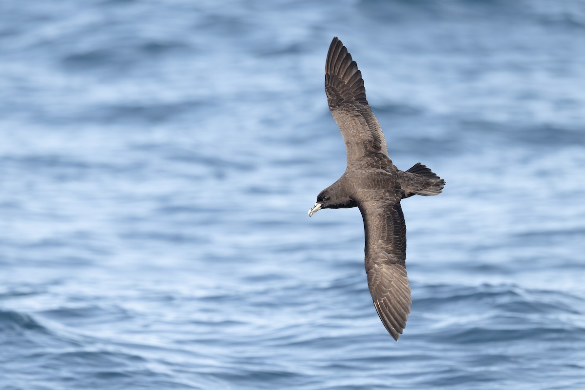 Beyaz Gıdılı Yelkovan - ML645779067