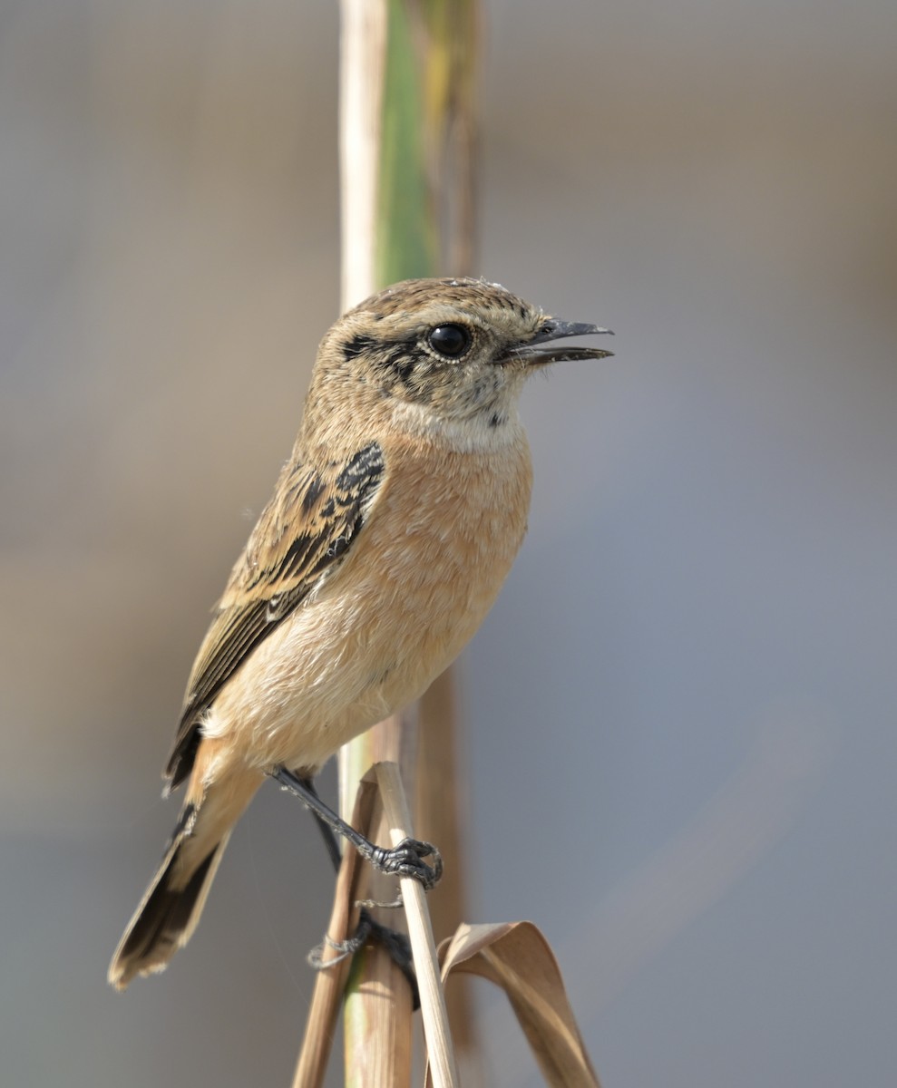 Amur Stonechat - ML645779068