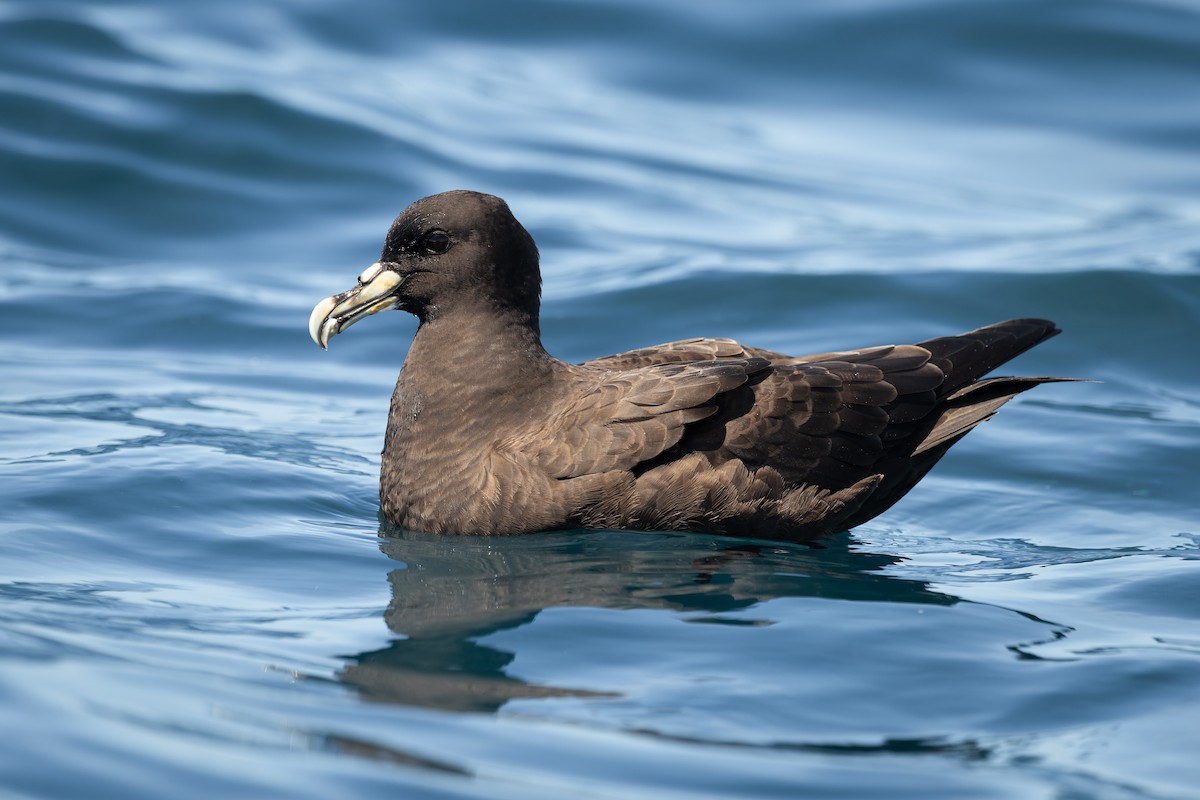 Beyaz Gıdılı Yelkovan - ML645779069