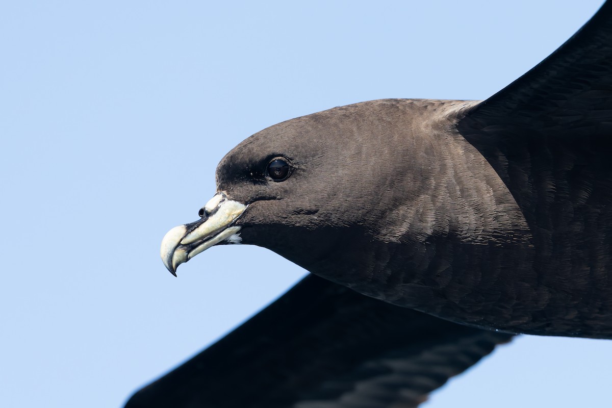 Beyaz Gıdılı Yelkovan - ML645779071