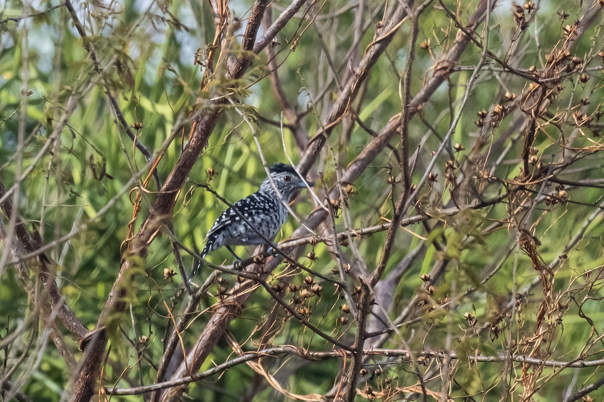 Barred Antshrike (Caatinga) - ML645779072