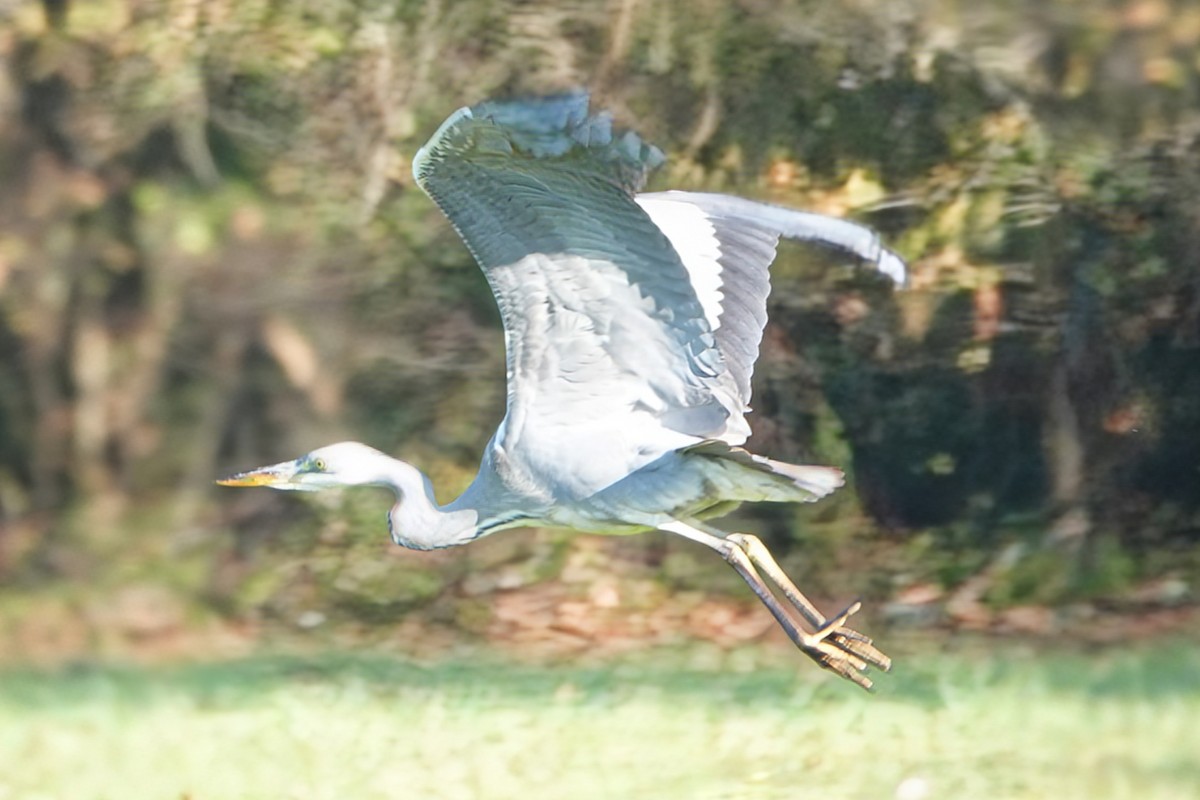 volavka popelavá - ML645779081