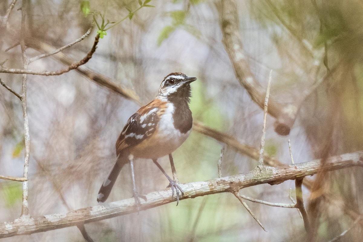 Stripe-backed Antbird - ML645779082