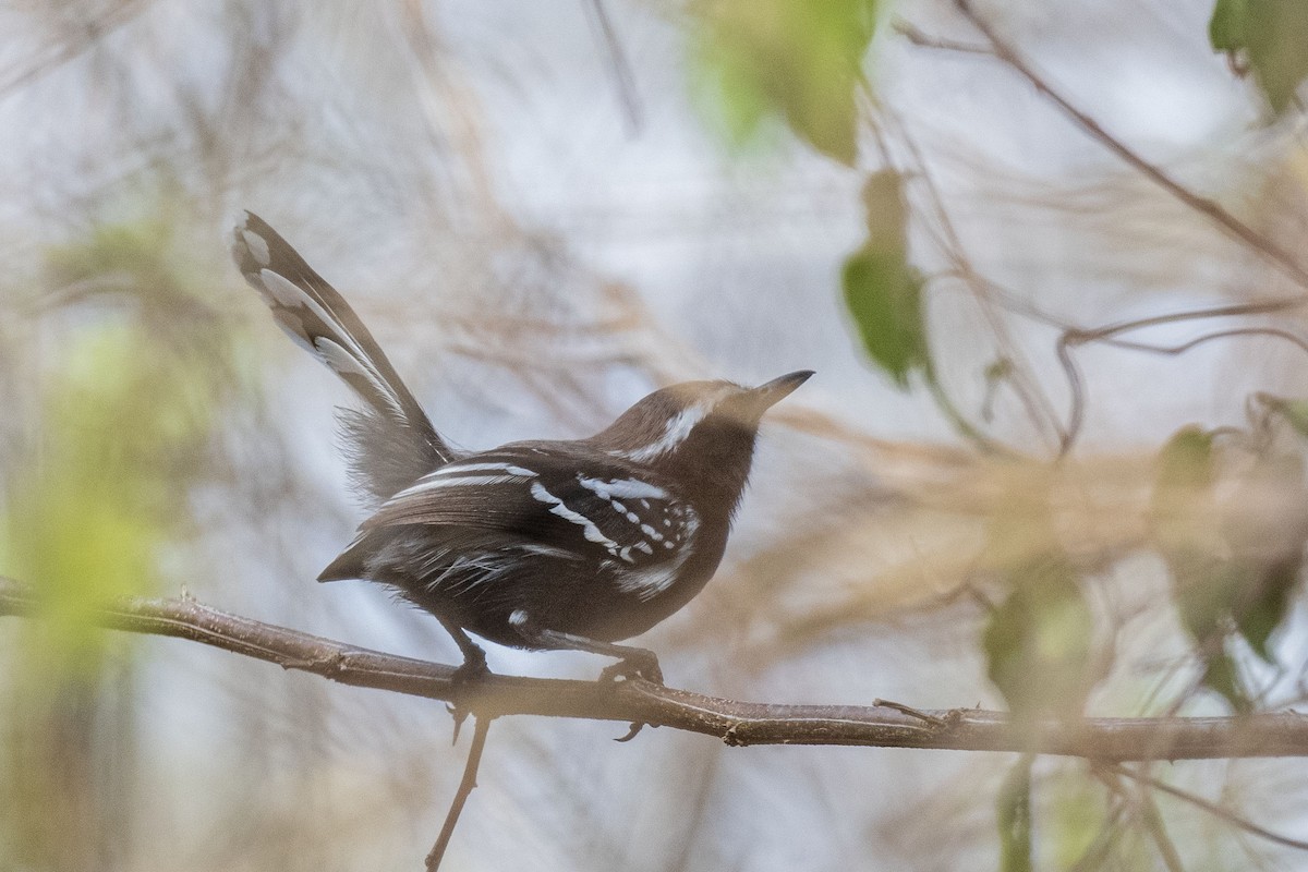Black-bellied Antwren - ML645779084