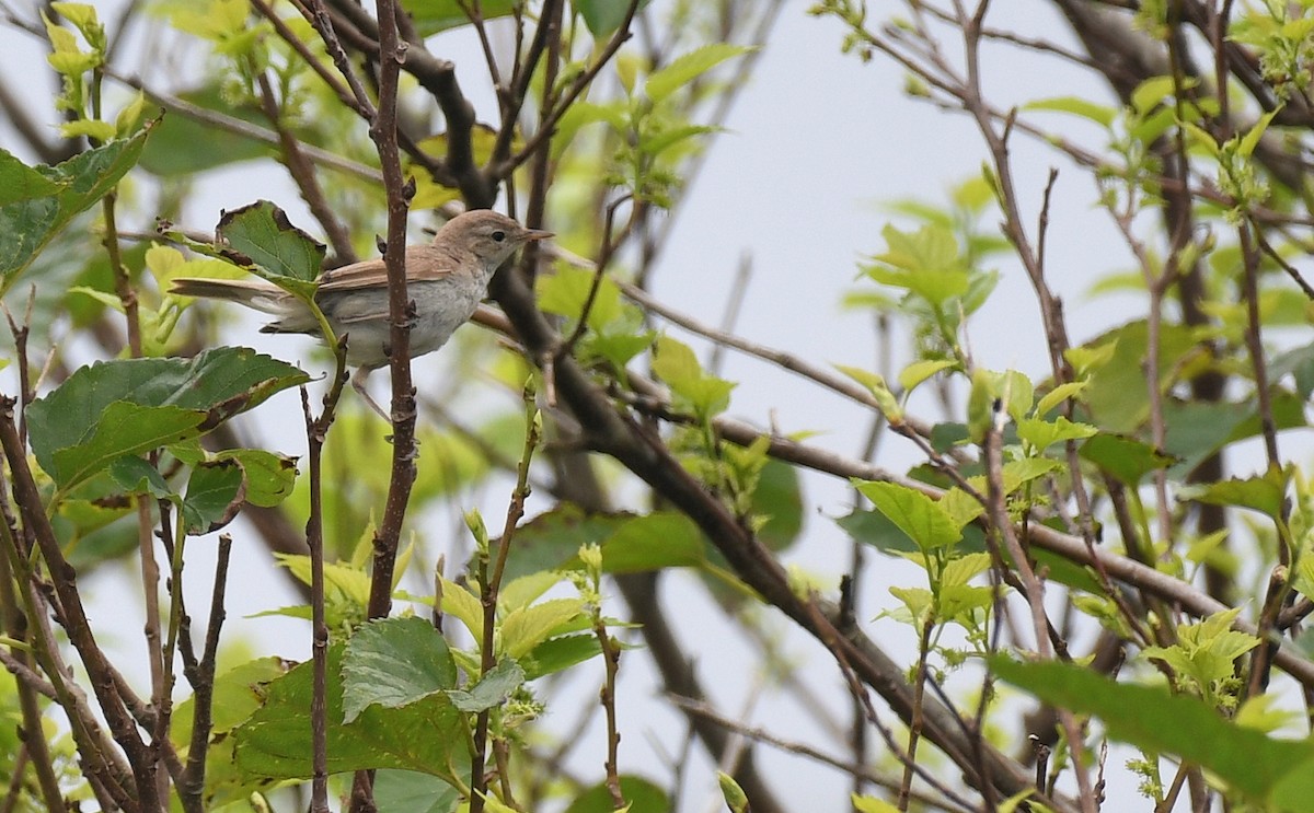 ヒメウタイムシクイ - ML645779086