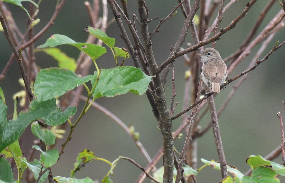 ヒメウタイムシクイ - ML645779087