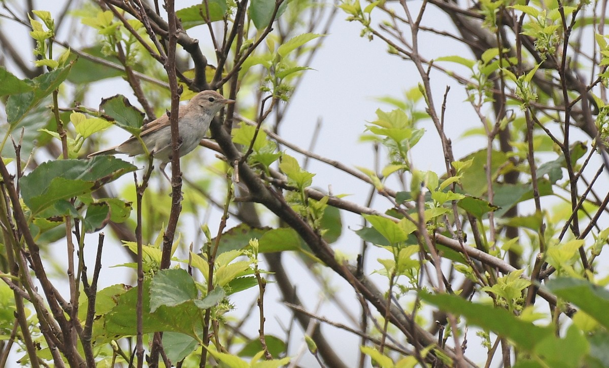 ヒメウタイムシクイ - ML645779088